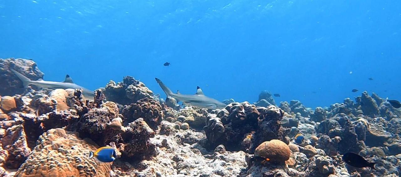 Shamar Guesthouse & Dive Maamigili Island Exterior photo