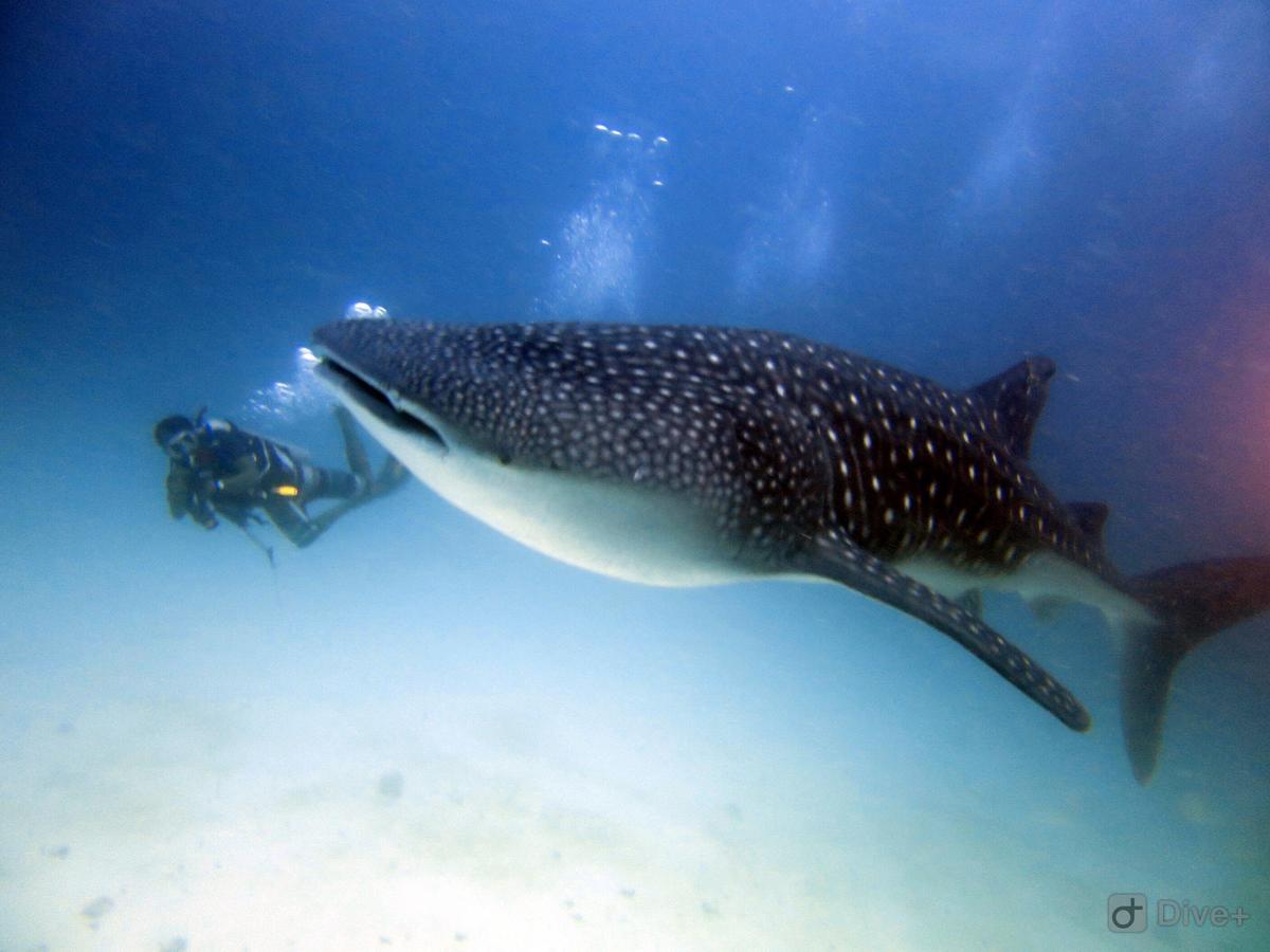Shamar Guesthouse & Dive Maamigili Island Exterior photo